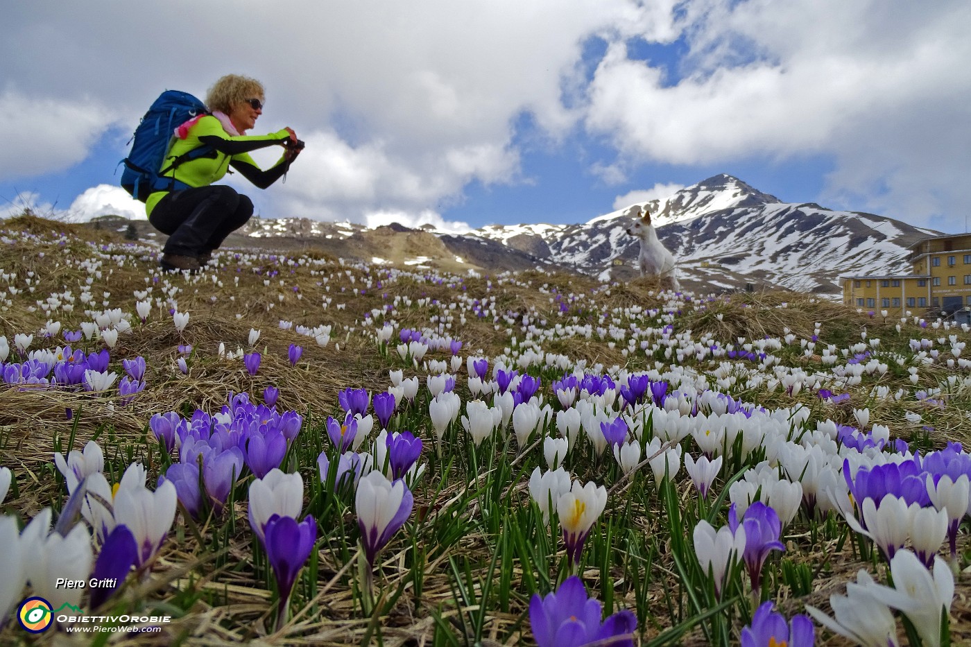 03 Distese di crocus appena la neve se ne va !.JPG -                                